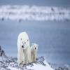 images/Gallery Nunavut/c130014_264rr-1000 pixels @ 72 dpi.jpg